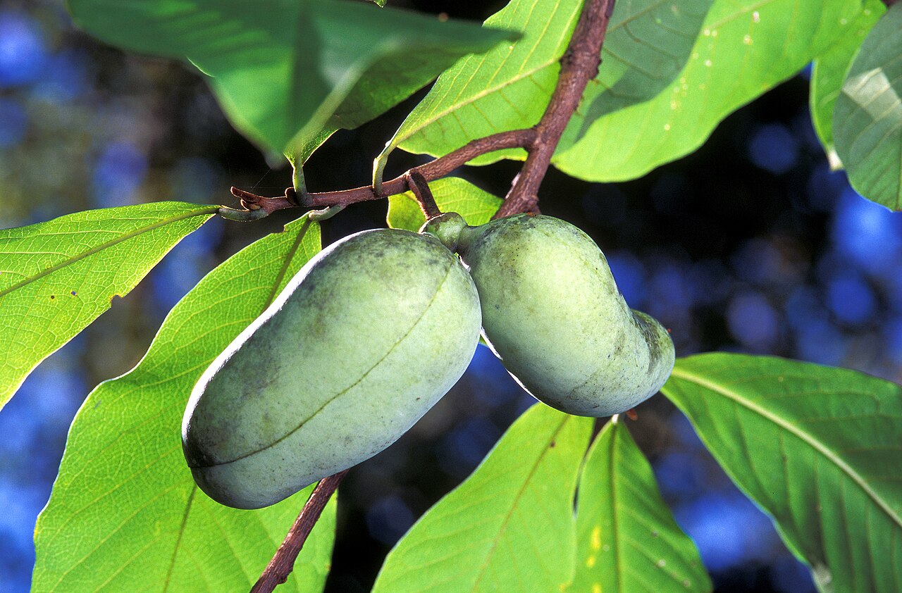 Pawpaw reference plant photo